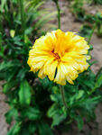 小黄花