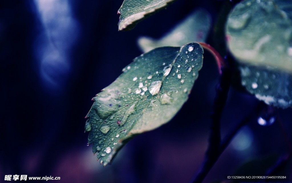 绿色树叶植物露水背景