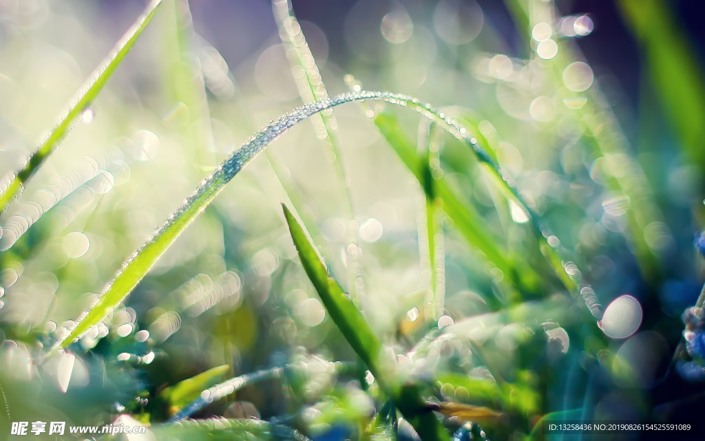 绿色草地露水背景