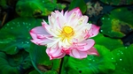 粉色荷花绿色荷叶池塘