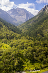 山