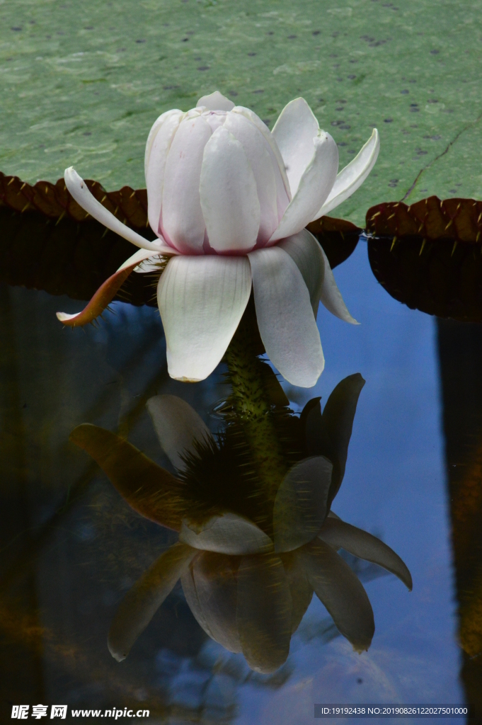 荷塘王莲花