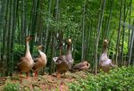 野鸭