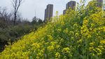 油菜花