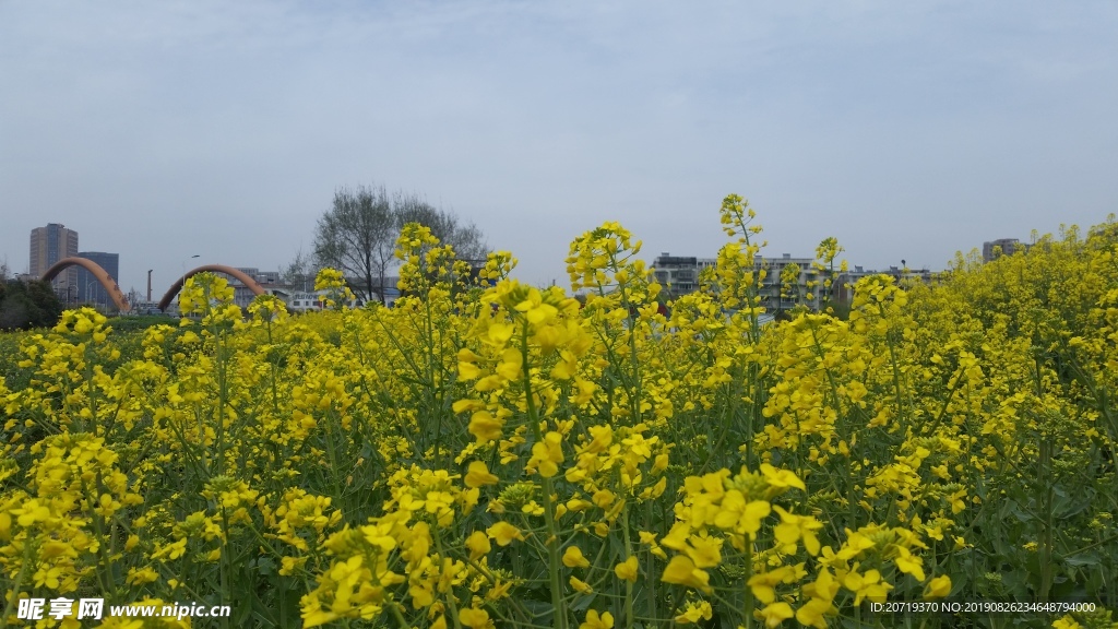 油菜花