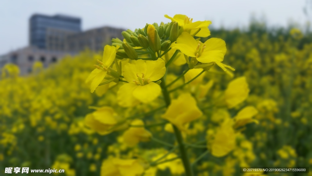 油菜花