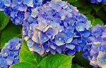 蓝色绣球花开花