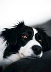 纯种边牧成犬