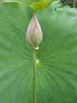 花蕾