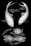 莲花鱼