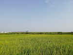 田野 农田