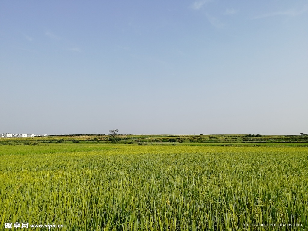 田野 农田