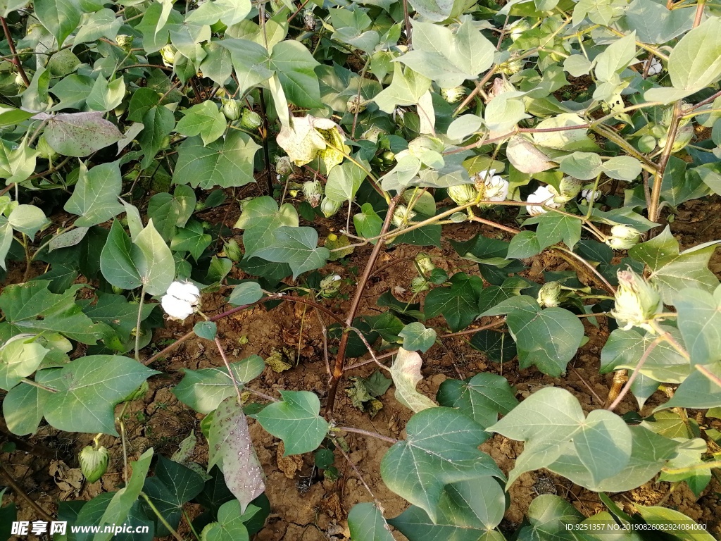 棉花地 棉花秧