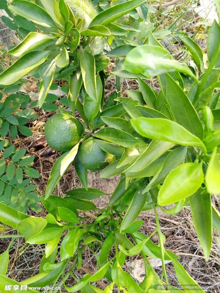 橘子 橘树