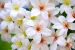 白色纯净花