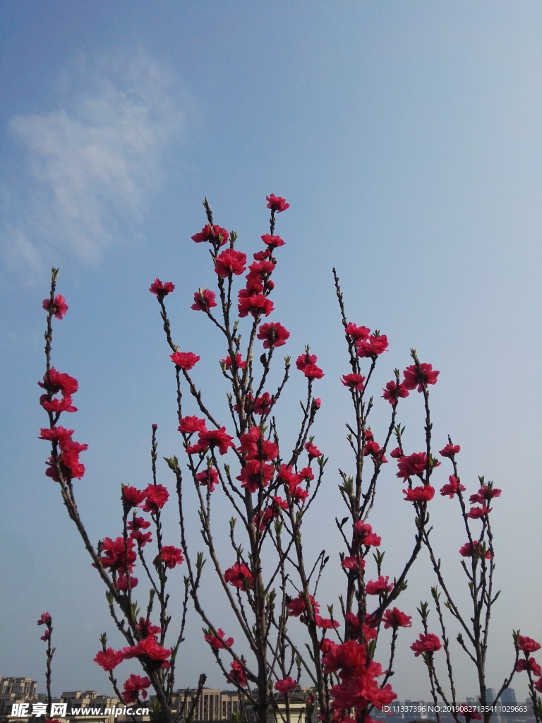 花朵与蓝天