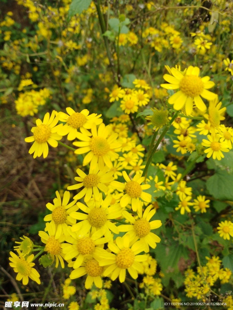 微距小黄花