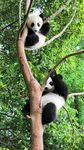 熊猫