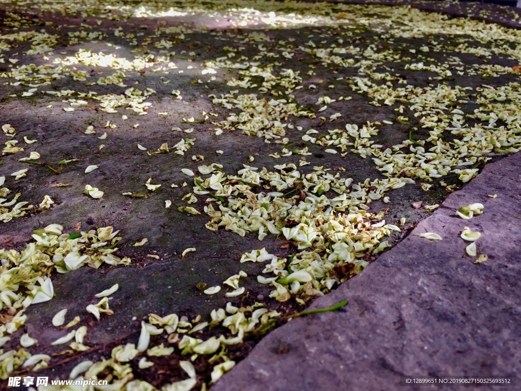 落花