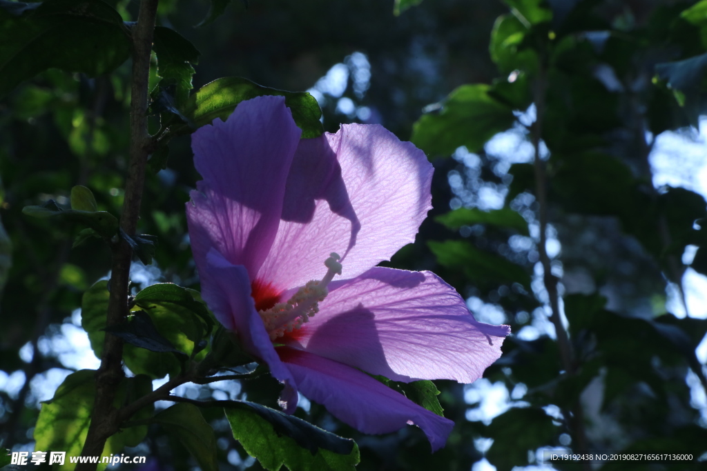木槿花