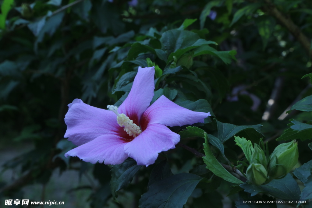 木槿花