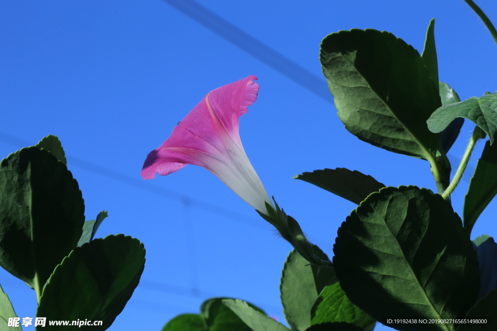 牵牛花