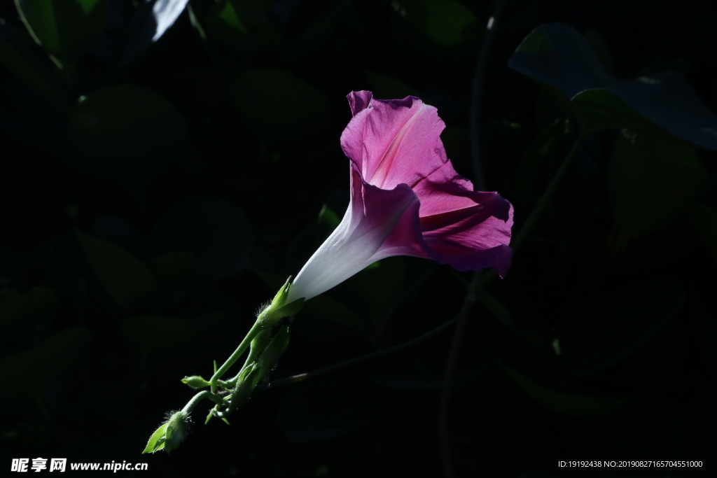 牵牛花