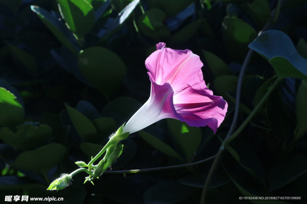 牵牛花