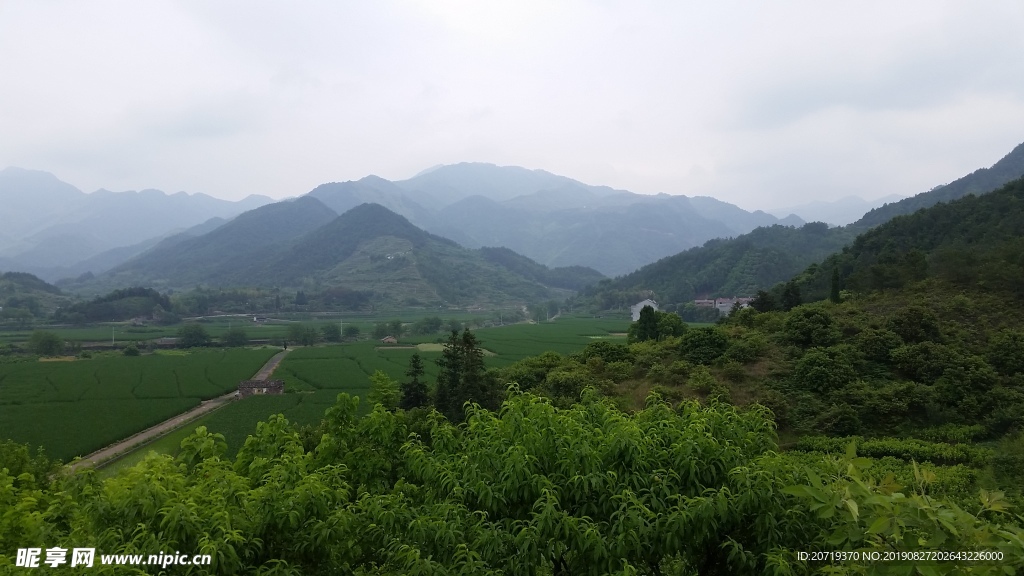 田野
