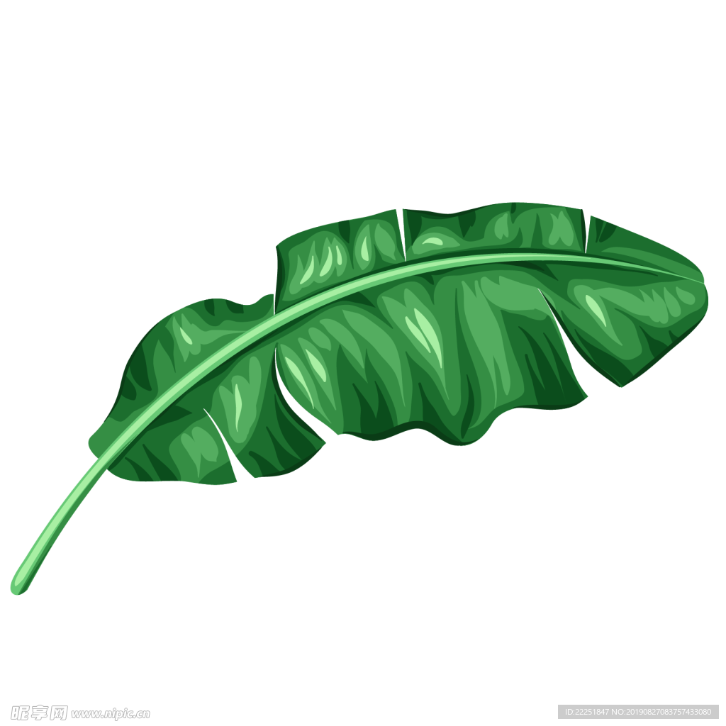 芭蕉叶
