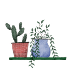 装饰植物