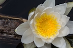 花图片