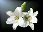 鲜花