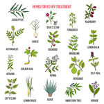 草本植物