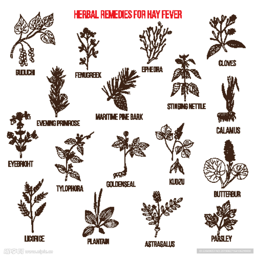 草本植物