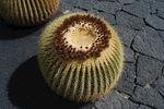 大颗圆形仙人球
