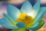 莲花
