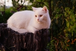 白色的猫