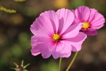 鲜花