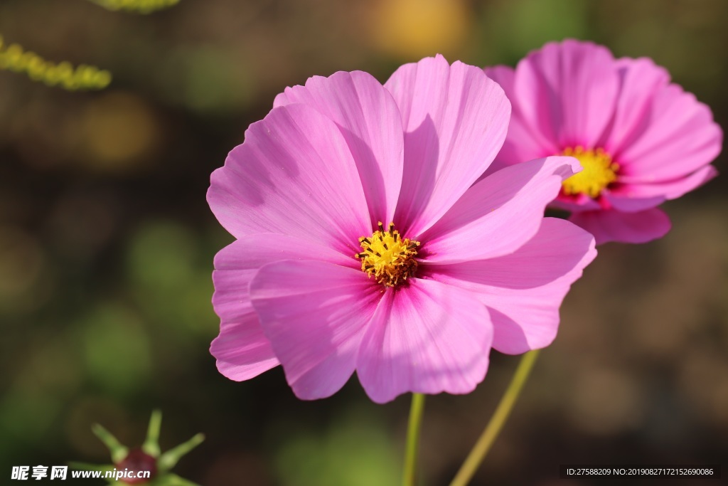 鲜花