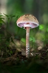 蘑菇