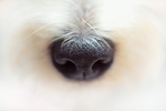 狗鼻子