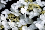 白花