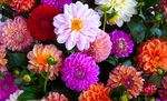 花丛