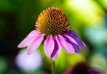 松果菊
