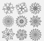 一包素描野花