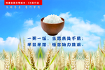 节约粮食