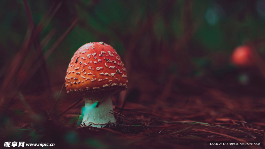 毒红蘑菇
