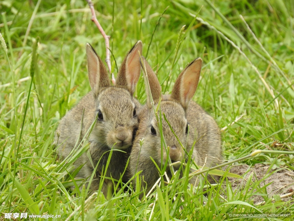 两只灰色小兔子