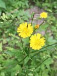小黄花 花朵 小花 野花 花草